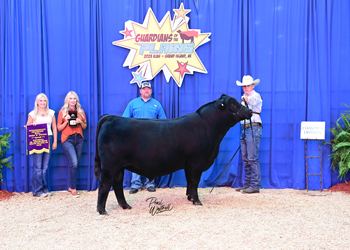 Bred-and-owned Intermediate Champion Bull