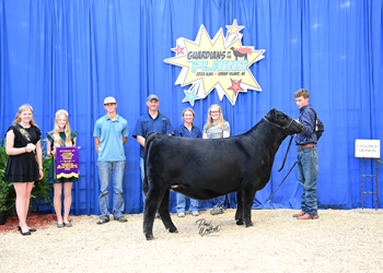 Owned Junior Champion Heifer--division 3