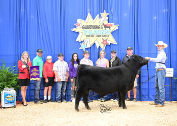 Bred-and-owned Senior Bull Calf Champion