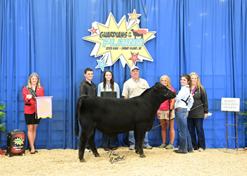 Bred-and-owned Reserve Senior Bull Calf Champion