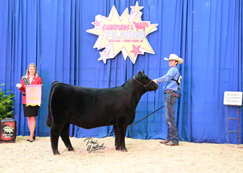 Reserve Early Summer Heifer Champion