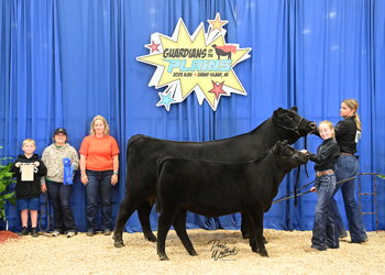 Bred-and-owned Cow-calf Class 3