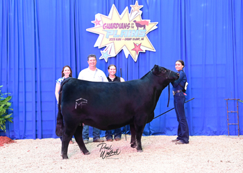 Bred-and-owned Heifer Class 24