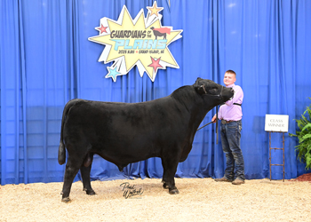 Bred-and-Owned Bull Class 13