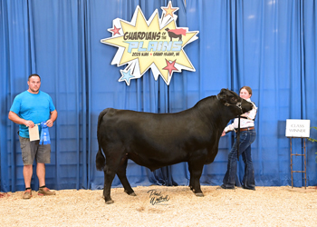 Bred-and-owned Bull Class 9