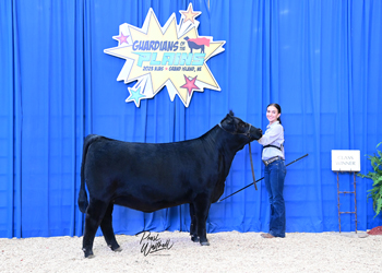 Bred-and-owned Heifer Class 14