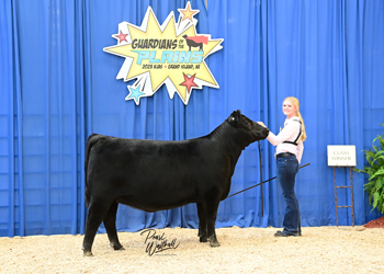 Bred-and-owned Heifer Class 15