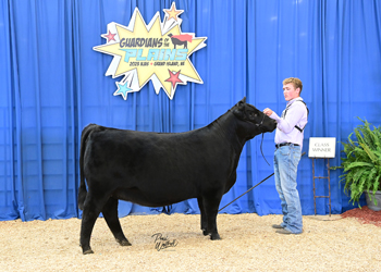 Owned Heifer Class 40