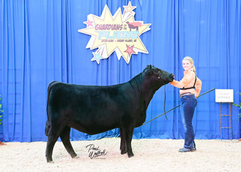 Bred-and-owned Heifer Class 20