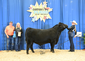 Bred-and-owned Bull Class 8