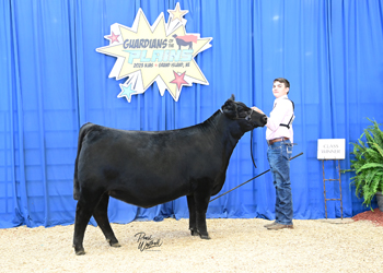 Owned Heifer Class 37