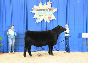 Steer Class 9