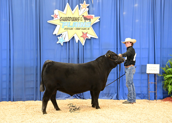 Bred-and-owned Bull Class 6