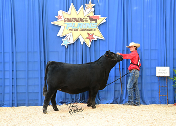 Bred-and-owned Heifer Class 16