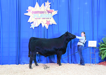 Steer Class 2