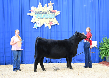 Owned Heifer Class 22
