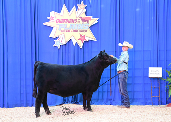 Bred-and-owned Heifer Class 18