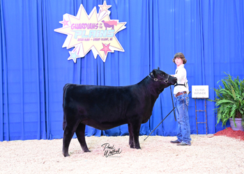 Bred-and-owned Heifer Class 5