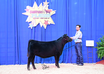 Bred-and-owned Heifer Class 1