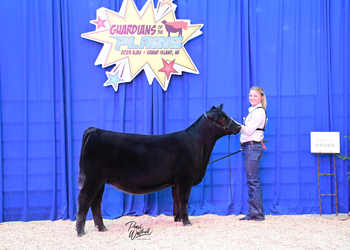 Bred-and-owned Heifer Class 4