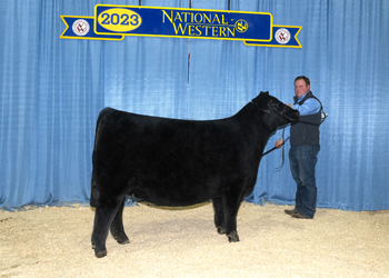 Junior Champion Heifer