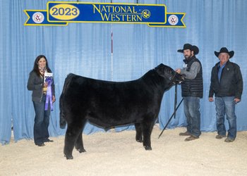 Junior Bull Calf Champion