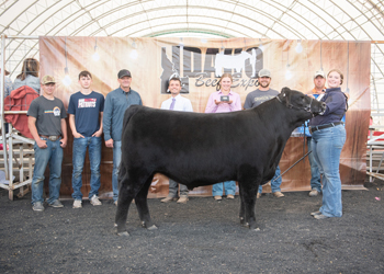 Grand Champion Steer