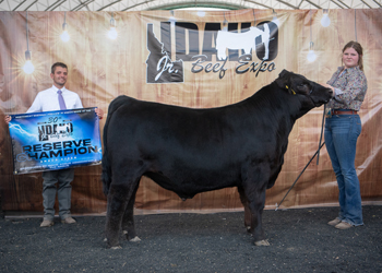 Reserve Grand Champion Steer