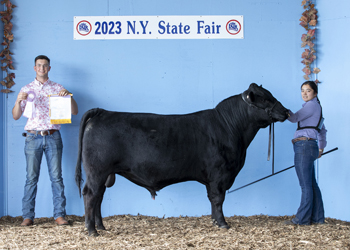 Reserve Senior Champion Bull