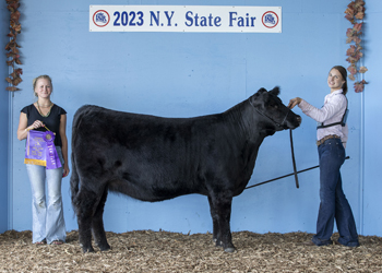 Junior Champion Heifer