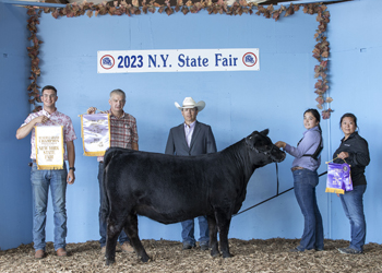 Reserve Grand Champion Female