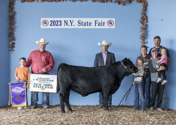 Grand Champion Bull