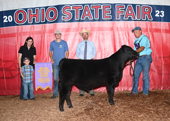 Reserve Grand Champion Bull