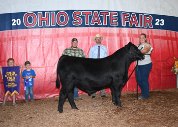 Grand Champion Bull