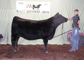 Bred-and-owned Reserve Senior Champion Female