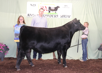 Reserve Grand Champion Steer