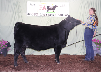 Bred-and-owned Senior Champion Female