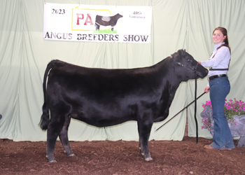 Owned Late Junior Champion Heifer