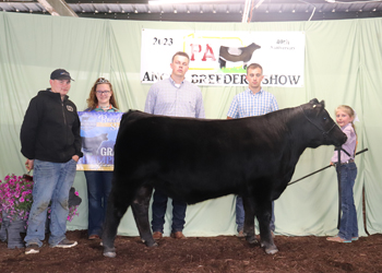 Grand Champion Steer