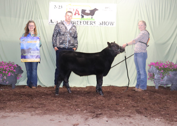 Reserve Grand Champion Bred-and-owned Bull