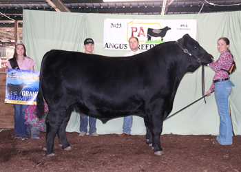 Grand Champion Bull