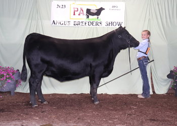 Reserve Early Junior Champion Heifer