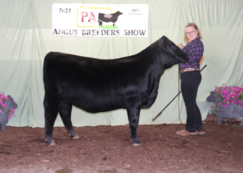 Reserve Intermediate Champion Heifer