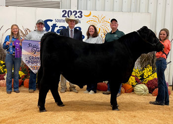 Grand Champion Bull