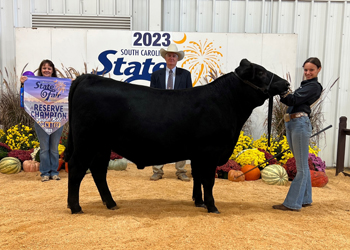 Reserve Grand Champion Bull