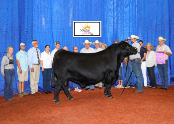 Grand Champion Bull