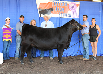 Grand Champion Bred-and-owned Female