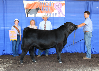 Reserve Grand Champion Bred-and-owned Bull