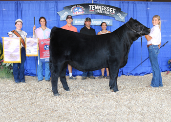 Reserve Intermediate Champion Heifer