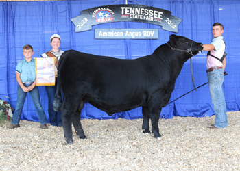 Reserve Senior Bull Calf Champion